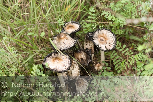 Mushroom_2008-09-27_IMG_2128